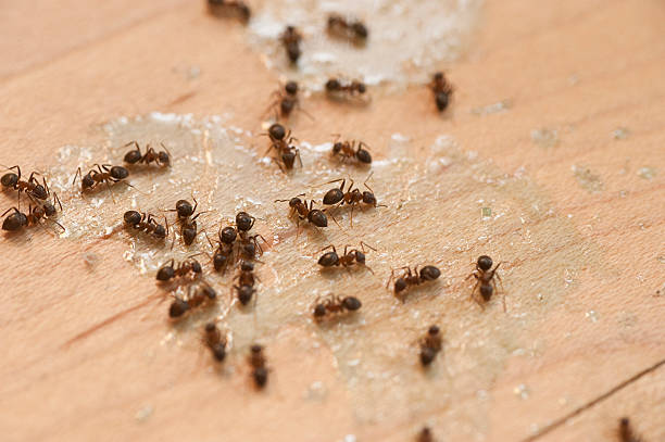 Versailles, MO Pest Control Company